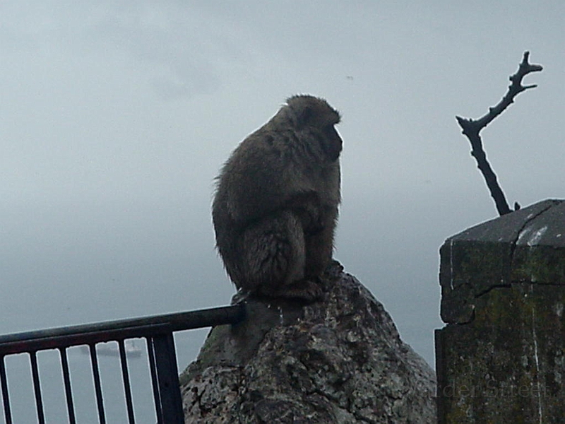 Monkey At Gibraltar 3.jpg